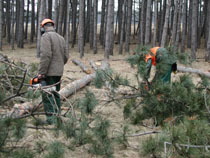 Arbeiten im Wald