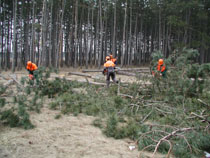 Arbeiten im Wald